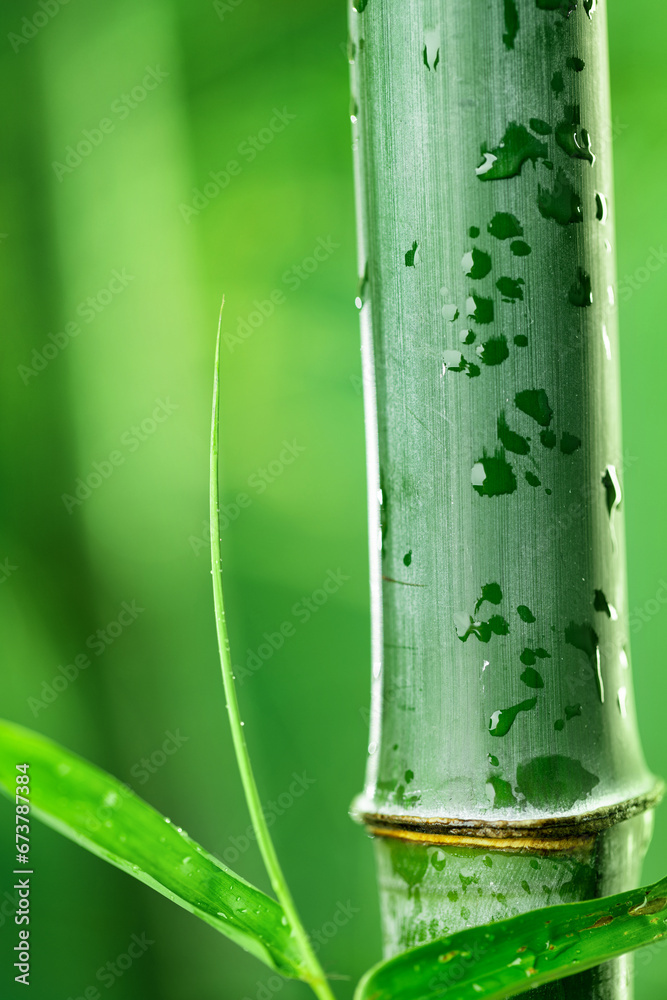 close up of bamboo and leaves with drops on green natural background.