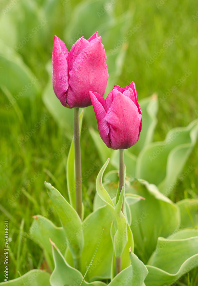 Beautiful pink, red tulips or Tulipa bloom in spring, flower meadow.