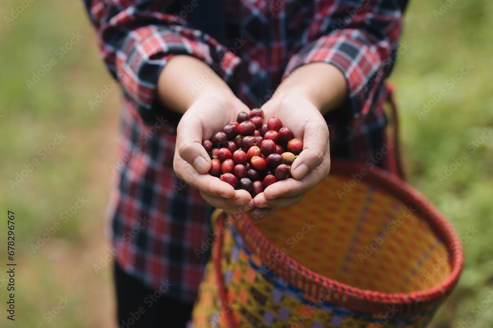 Focus on coffee beans in the hands of an Asian Chinese woman harvesting organic coffee beans during the harvest season