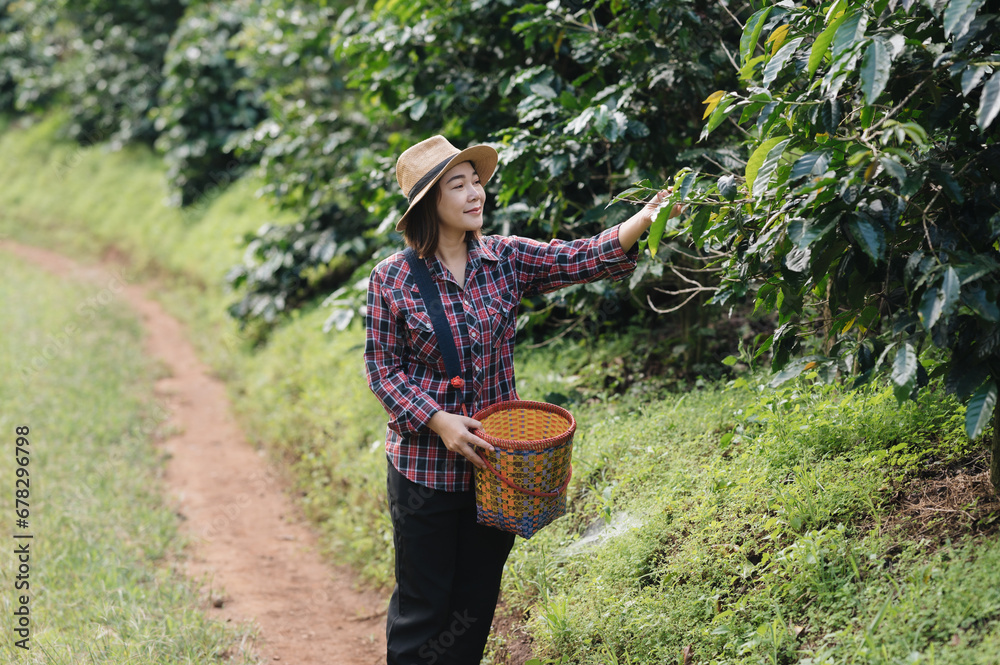 A Chinese Asian woman harvests organic coffee beans that must be harvested by hand during the harvest season.