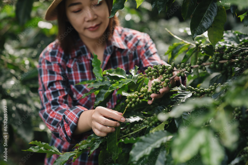 The focus is on the hands of an Asian Chinese woman harvesting organic coffee beans that must be harvested by hand during the harvest season.