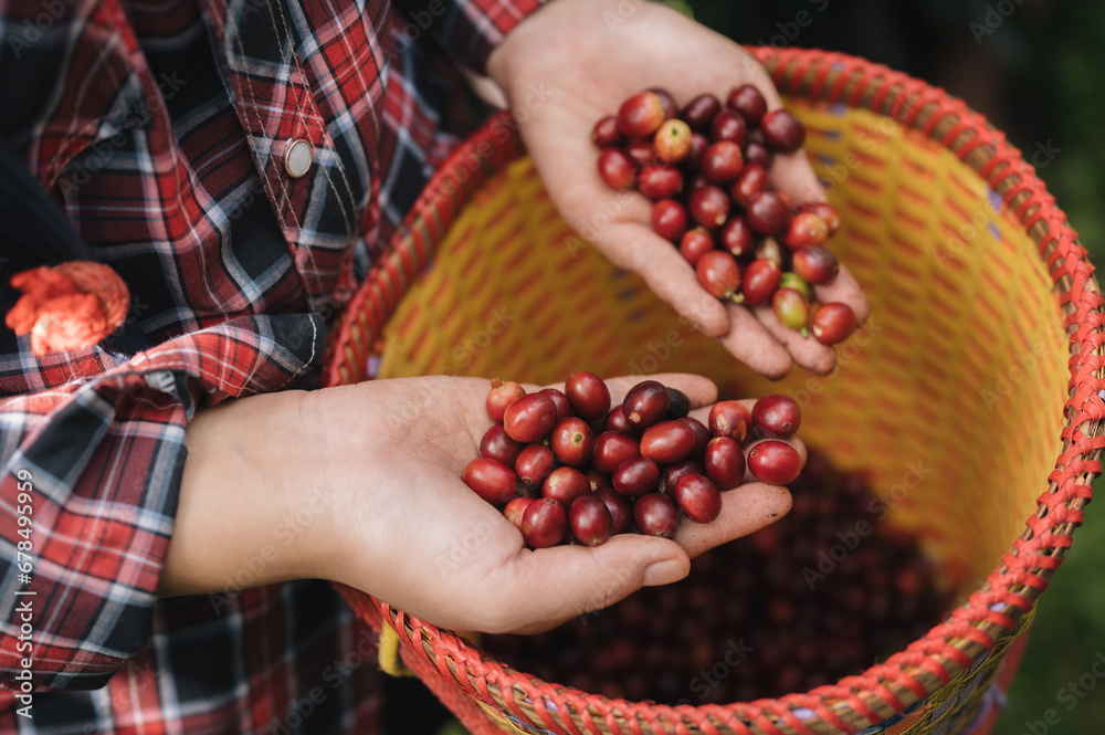 Focus on coffee beans in the hands of an Asian Chinese woman harvesting organic coffee beans during the harvest season