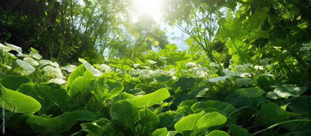 background of the lush garden, vibrant green leaves of various plants add texture to the scene, as they sway gently spring breeze of a sunny summer day. Amongst them, a white salad, bursting with