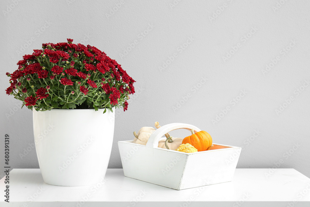 Pot with beautiful chrysanthemum flowers and pumpkins on table near white wall, closeup