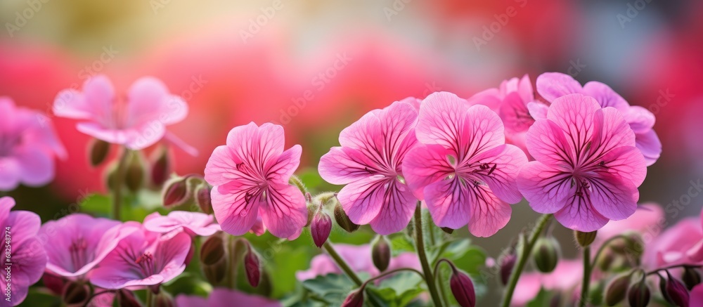 In the summer garden, amidst the colorful flora and the blossoming beauty of nature, a vibrant pink geranium bloom stands out with its beautiful petal display.