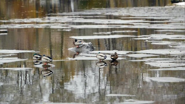 mallard ducks resting on a freezing lake at the beginning of winter, winter landscape