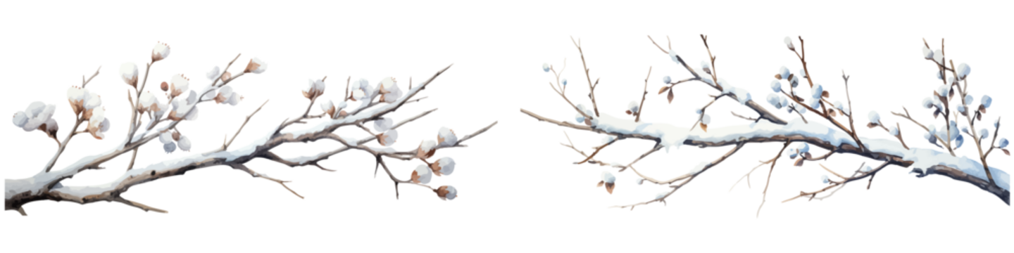 Vector watercolor illustration branches with snow，winter branches，Christmas branches