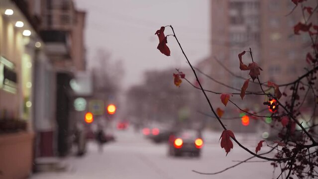 the beginning of winter.
city ​​landscape with a beautiful red leaf on a tree under the first snow and a city road with cars with lights on, pedestrians, traffic lights in the background defocused