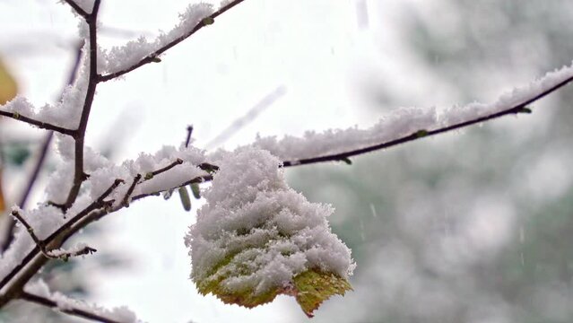 Snow-covered autumn leaves on a branch during snowfall, Winter Beginning concept