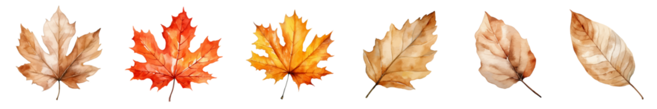 Dead leaves,dry leaves, autumn and winter plant leaves, maple leaves on white background, vector watercolor illustration