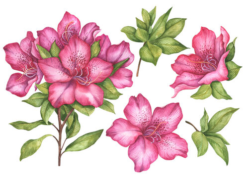 Watercolor set of azalea flowers, hand painted floral illustration, pink rhododendron isolated on white background.