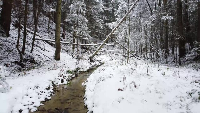 forest stream in winter, in the Carpathian forest