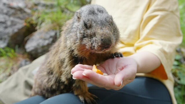 Marmot eats carrot from hand of female tourist i wild, standing on green clearing in forest in mountain range. Wild animals. Protecting and caring for animals in wild. Travel concept