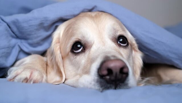 Cute dog lying on a bed in a sleeping room. A golden retriever lies under a warm blanket and looks at the camera. Concept of pets sleeping on beds with people