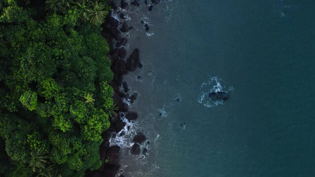 Top down video of beach with trees, Beautiful aerial drone footage of tropical beach from