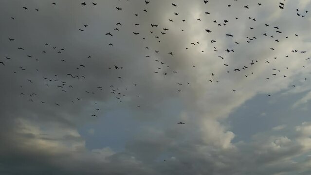 A group of cumulus clouds hanging above a flock of birds in the sky