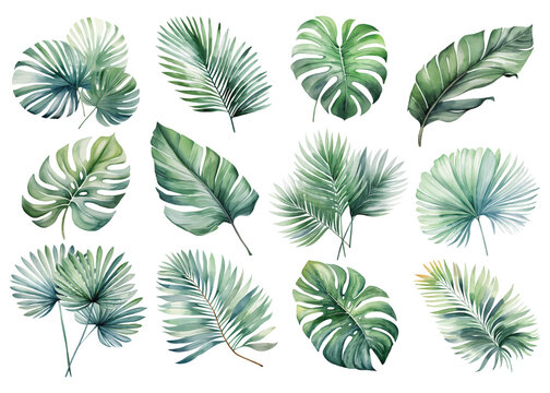 手绘水彩热带龟背叶组图插画