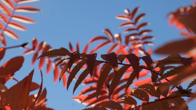 Red Rowan tree, autumn  nature. Soft blurred morning sunlight. Sorbus aucuparia tree closeup on  blue sky background. Scenic nature