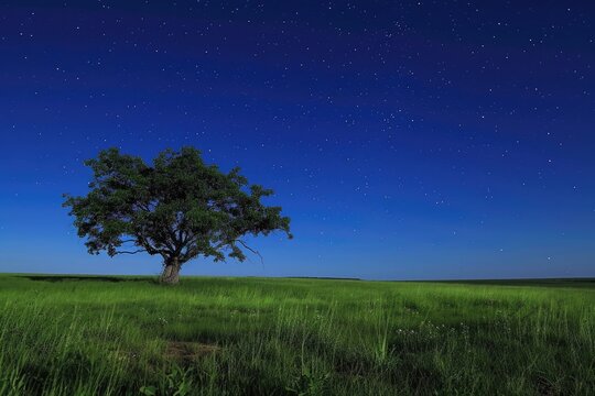 A single tree stands alone in a grassy field, illuminated by the moonlight against a starry night sky, Vast grassland with a single tree under a sparkling night sky, AI Generated