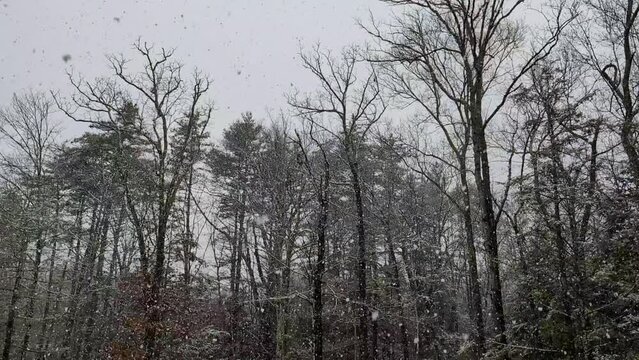 snow falling in a forest with trees (blizzard conditions in woods) conifer trees, hemlock, spruce, pine winter landscape scene snowing slow motion footage slowed down