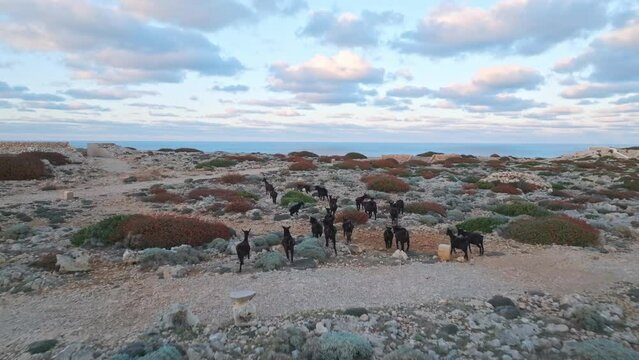 Black Goats jump running into rocky cactus Menorca landscape aerial drone follow from behind, mountain animals