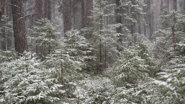 Snowfall in the coniferous forest. Young Christmas trees are covered with snow. Finnish winter landscape.