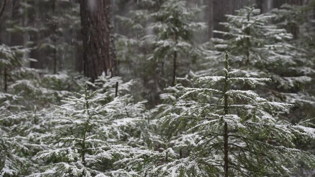 Young Christmas trees are covered with snow. Tranquil snowy forest in the North, where the enchanting scene of snow dusting the pine trees creates a serene atmosphere