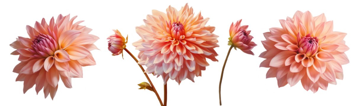 在透明背景上孤立的彩色大丽花组图