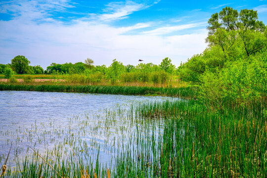 The wildlife conservation area on the lake in Hartford, Minnehaha County, South Dakota: The tranquil summer landscape of the midwestern lakeshore