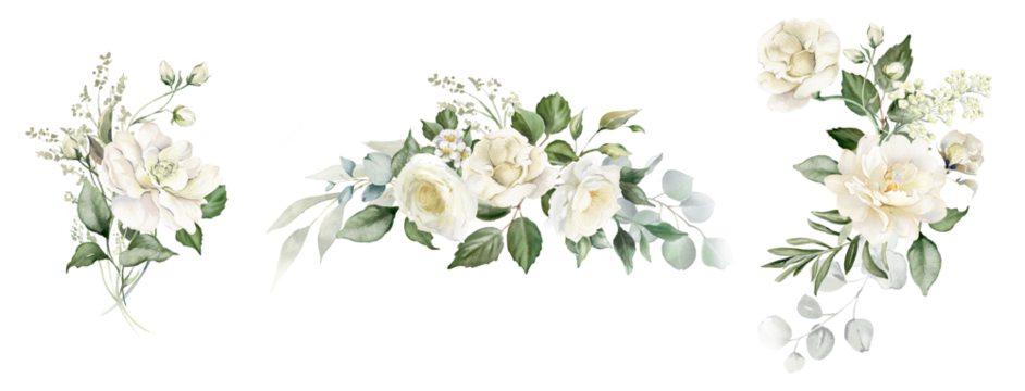 白色花朵和绿色桉树叶子的水彩插画，孤立于透明背景。奶油色玫瑰花束，婚礼花卉