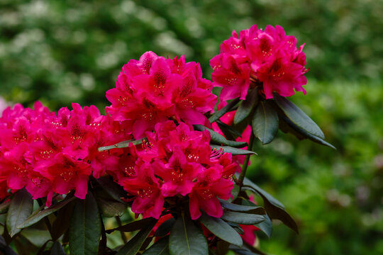 Decorative rhododendron bushes in the garden. Beautiful blooming rhododendron in spring time