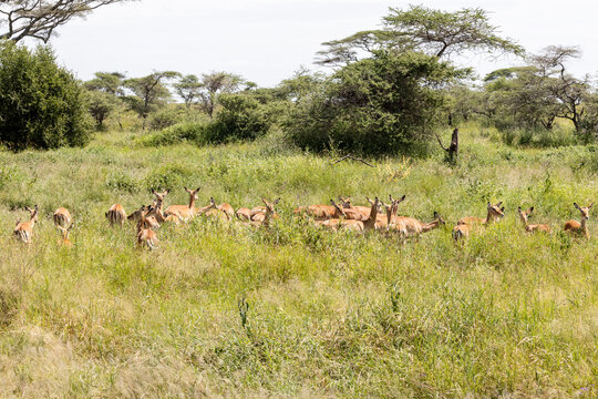 Tanzania - Tarangire National Park - impala herd (Aepyceros melampus)