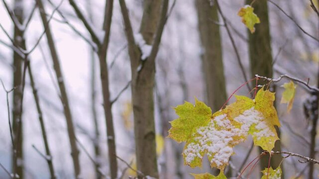 maple leaves in autumn during the first snowfall