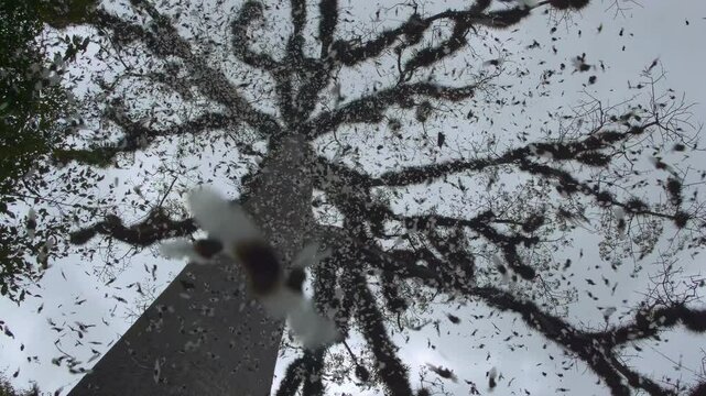 Petals falling in slow motion from a Ceiba, the national tree of Guatemala.