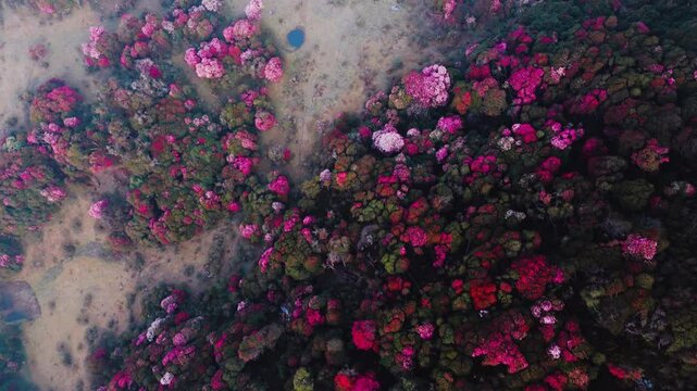 aerial view of blossom forest in tinjure, Nepal.