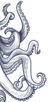 章鱼的触须