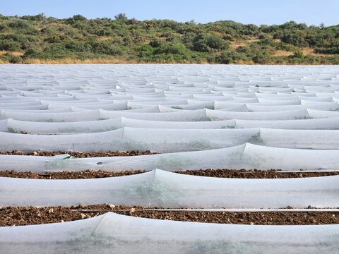 Plantation of greenhouse in the field, closeup of photo