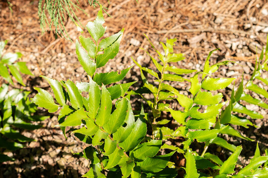 瑞士圣加仑的鹿角蕨或镰羽贯众植物