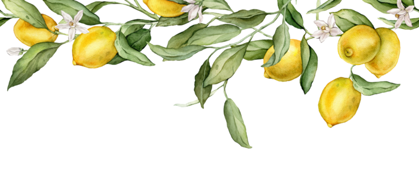 无缝水平边框或横幅热带柠檬和白色花朵。白色孤立背景上的手绘水彩插图。用于框架或横幅的柑橘图案。带绿叶的水果