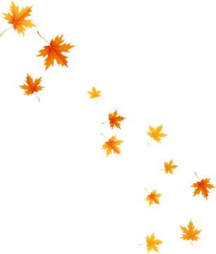 橙黄色秋日枫叶。秋季图案。季节植物设计元素。感恩节装饰