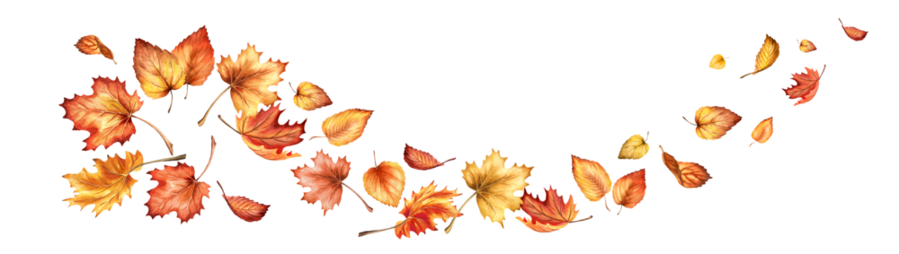 秋天的五彩树叶。手绘水彩插画，白色背景上的孤立元素