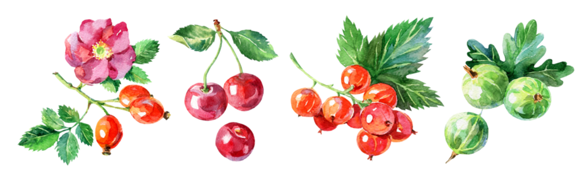 玫瑰果、樱桃、红醋栗、鹅莓。手绘水彩风格的浆果独立插画