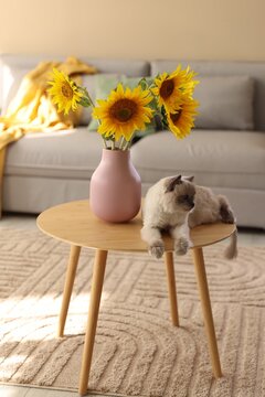 Beautiful sunflowers in vase and cat on wooden coffee table indoors