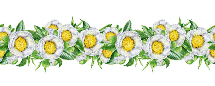 带叶子的白色山茶花无缝边框装饰元素。手绘复古风格植物水彩插画。白色背景上柔和的白色山茶花绽放无缝边框