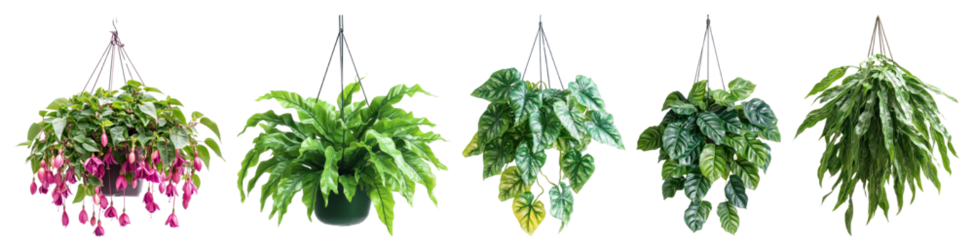 充满活力的垂吊植物系列