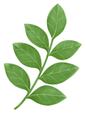 绿叶png贴纸，植物插画，透明背景