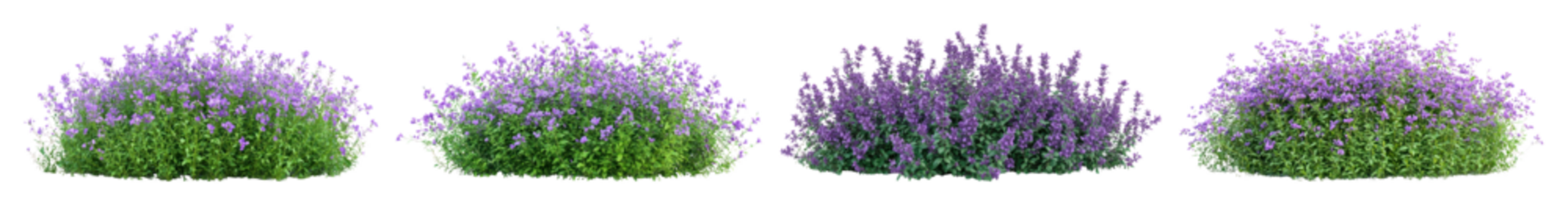 盛开的充满活力的薰衣草花丛PNG素材，元素集置于透明背景上