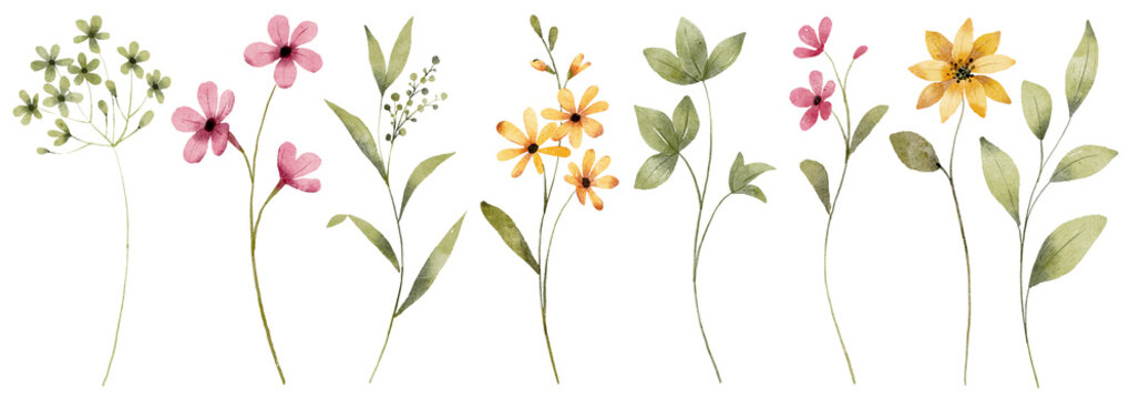 花卉套装、边框、数字插画、春季设计、水彩手绘，非常适合印刷与热转印