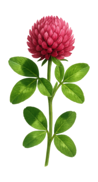 红三叶草有着密集的圆形花簇和三叶的叶子。