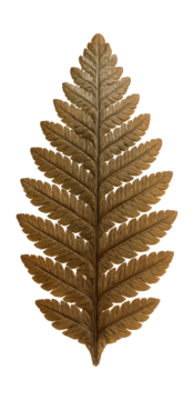 带有细致羽状结构和细小叶脉的蕨类植物化石叶片